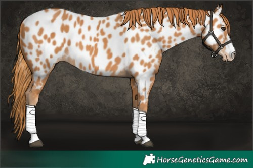Horse Color:Chestnut Near Leopard 