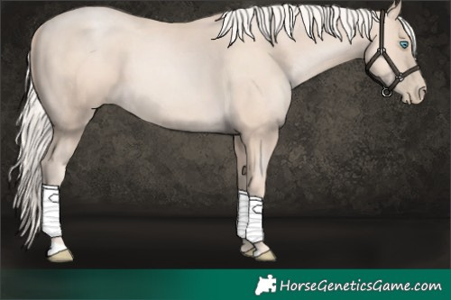 Horse Color:Gold Cream Champagne Pearl