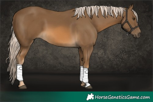 Horse Color:Chocolate Palomino