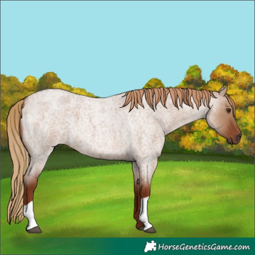 Horse Color:Red Dun Roan