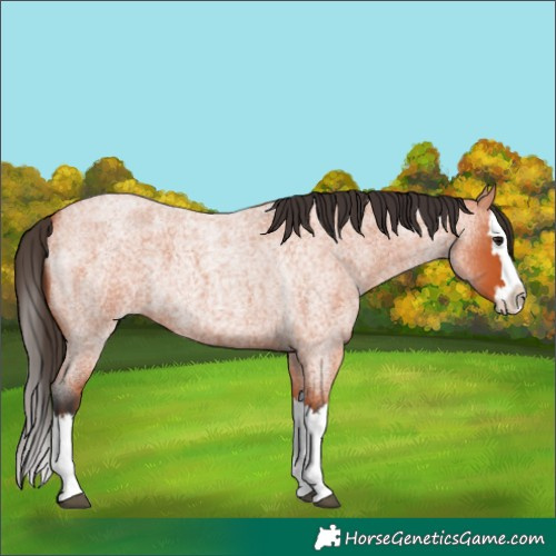 Horse Color:Bay Roan Splash 