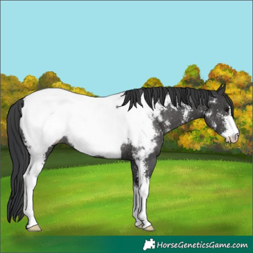 Horse Color:Black Sabino Appaloosa Rabicano