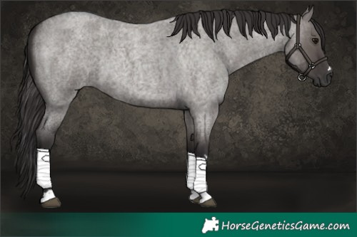 Horse Color:Smoky Grullo Roan 
