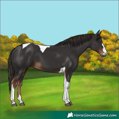 Horse Color:Liver Chestnut Tobiano 