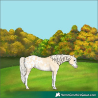 Horse Color:Palomino Dun Sabino Splash Blanket Rabicano