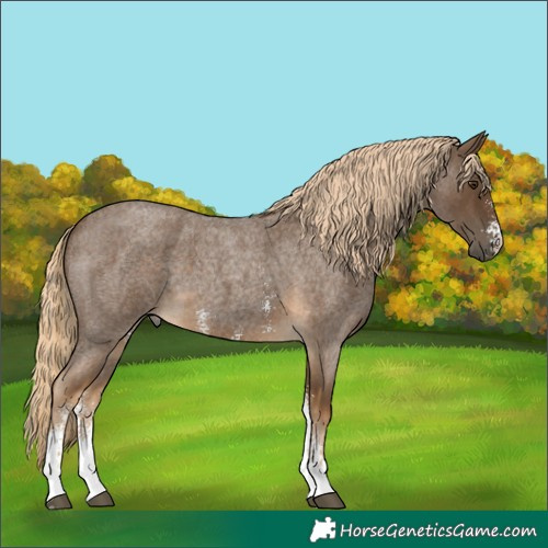 Horse Color:Chocolate Palomino Roan Sabino 