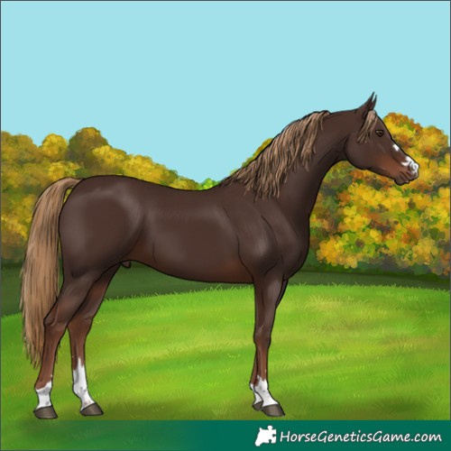 Horse Color:Liver Chestnut 