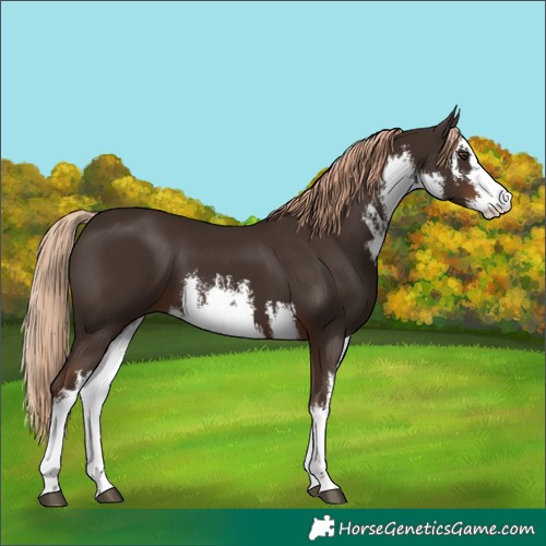 Horse Color:White Spotted Liver Chestnut