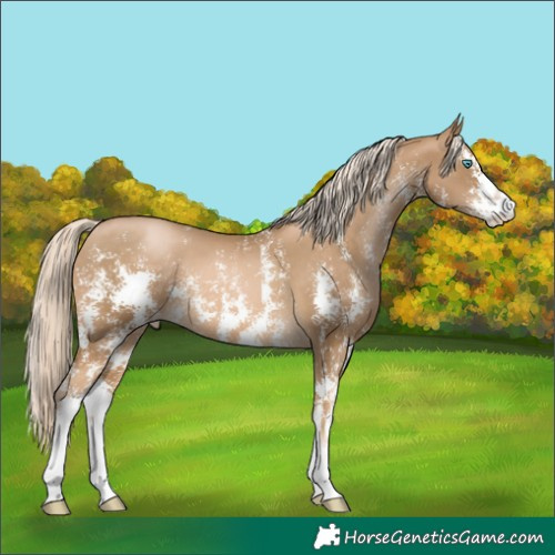 Horse Color:Chocolate Palomino Pearl Sabino