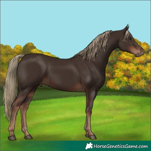 Horse Color:Liver Chestnut
