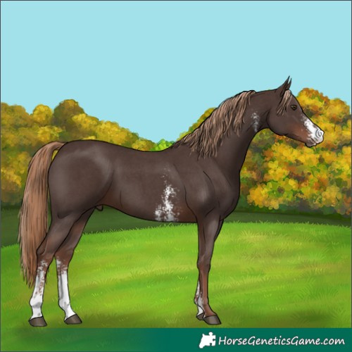 Horse Color:Liver Chestnut Sabino