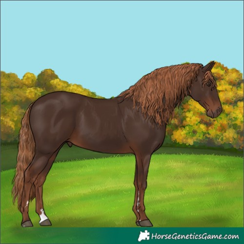 Horse Color:Liver Chestnut