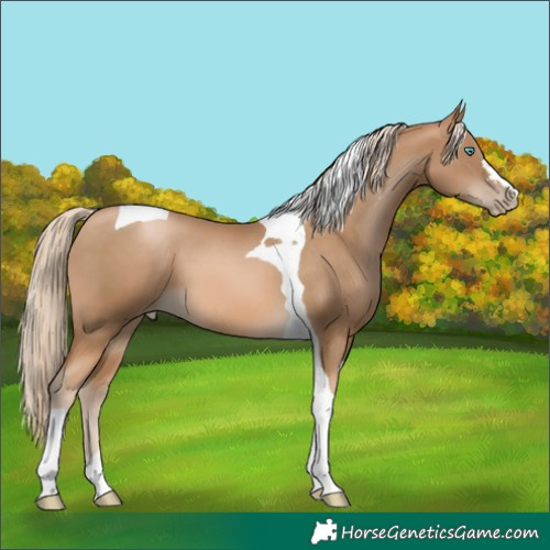 Horse Color:Chocolate Palomino Pearl Tobiano 