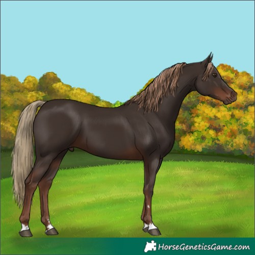 Horse Color:Liver Chestnut 