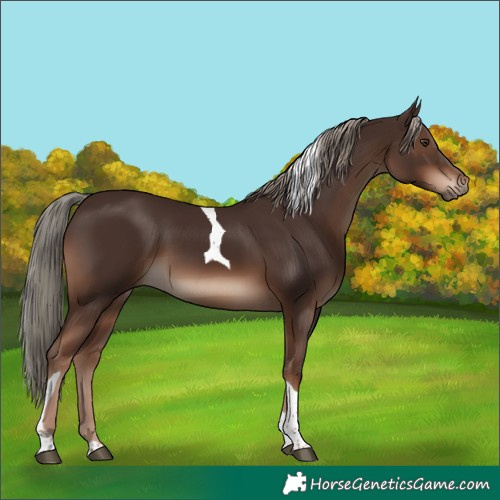 Horse Color:Liver Chestnut Tobiano 