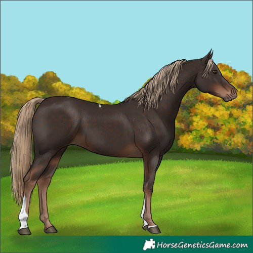 Horse Color:Liver Chestnut Tobiano Rabicano