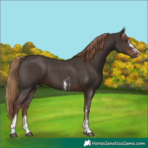 Horse Color:Liver Chestnut Sabino