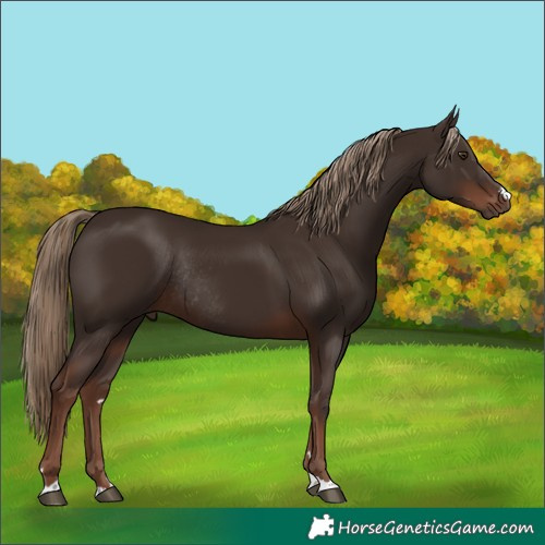 Horse Color:Liver Chestnut Rabicano 