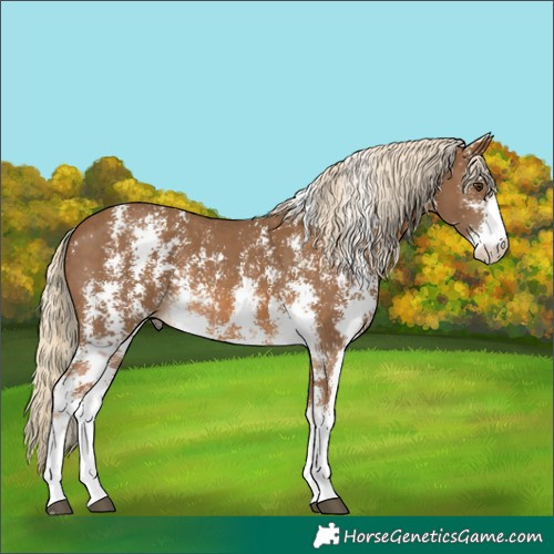Horse Color:Chocolate Palomino Sabino