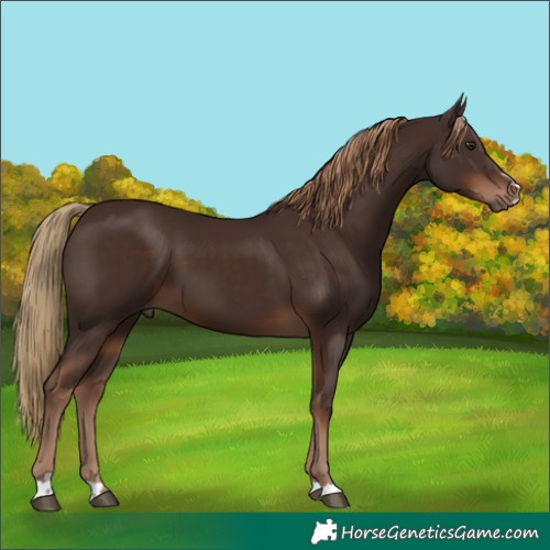Horse Color:Liver Chestnut 