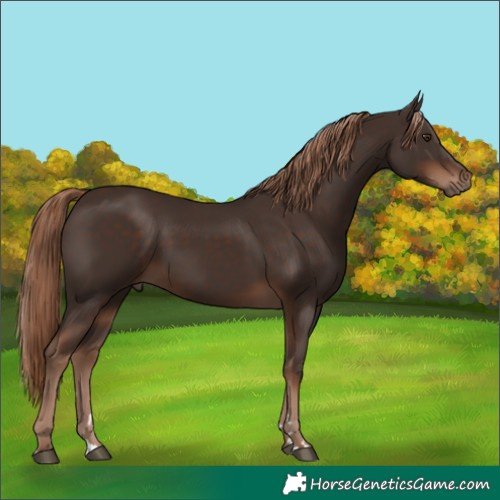Horse Color:Liver Chestnut