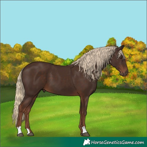 Horse Color:Liver Chestnut 
