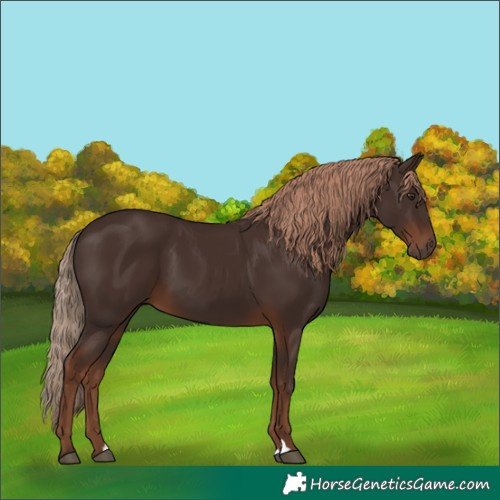 Horse Color:Liver Chestnut 