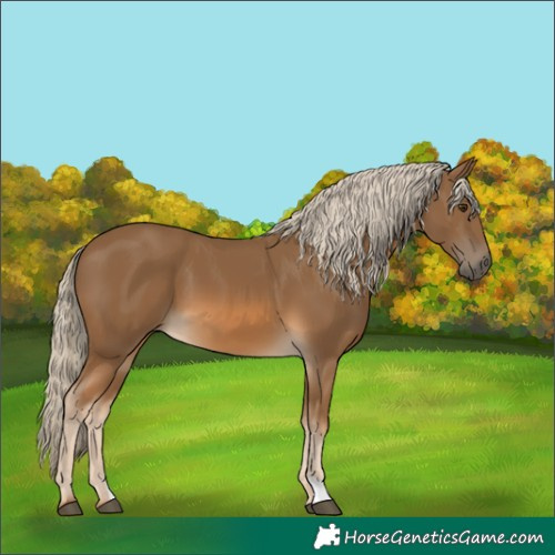 Horse Color:Chocolate Palomino 