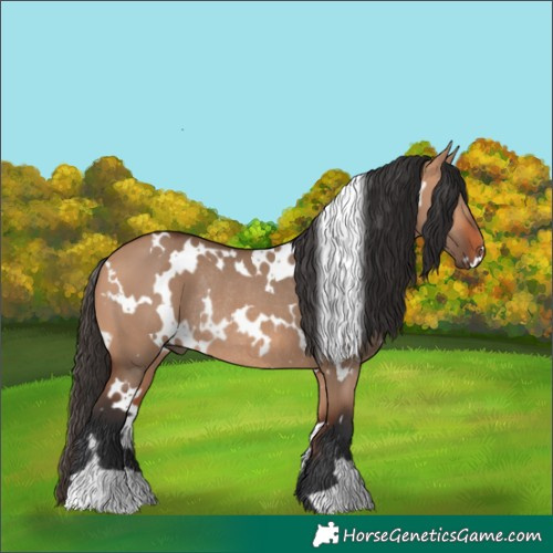 Horse Color:White Spotted Bay Dun Rabicano