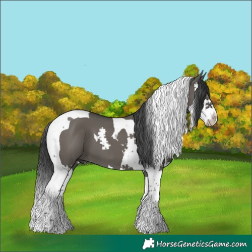Horse Color:Grullo Splash Tobiano