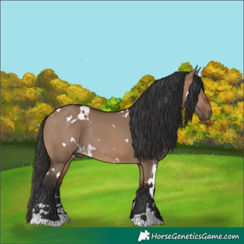 Horse Color:White Spotted Brown Dun Rabicano