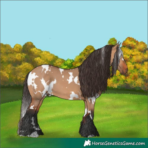 Horse Color:White Spotted Bay Dun 