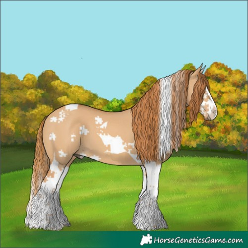 Horse Color:Red Dun Splash Tobiano 