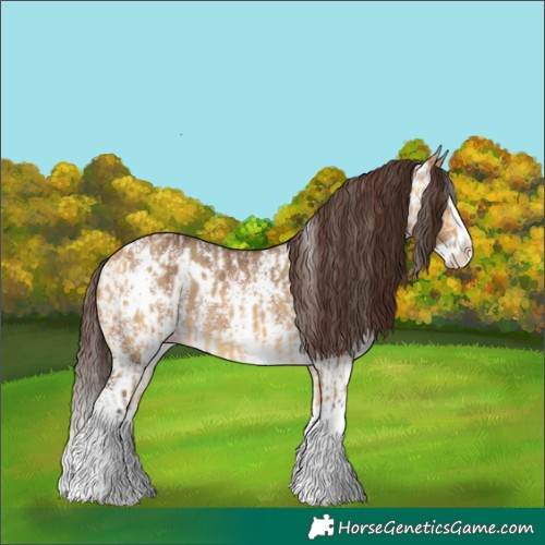 Horse Color:White Spotted Buckskin Dun Splash  and White Spotted Bay Dun Splash Blanket 
