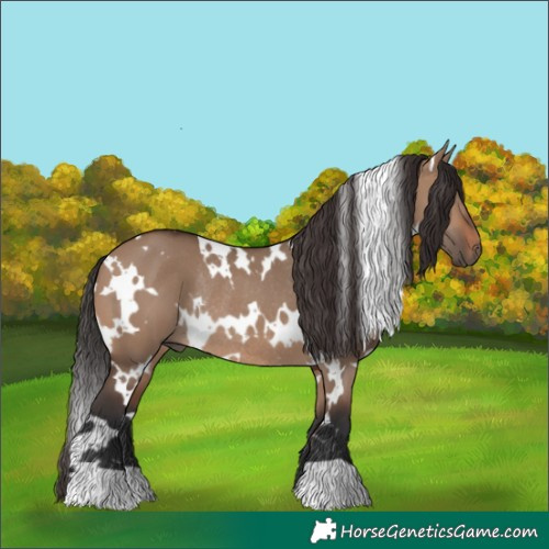 Horse Color:White Spotted Brown Dun Rabicano 