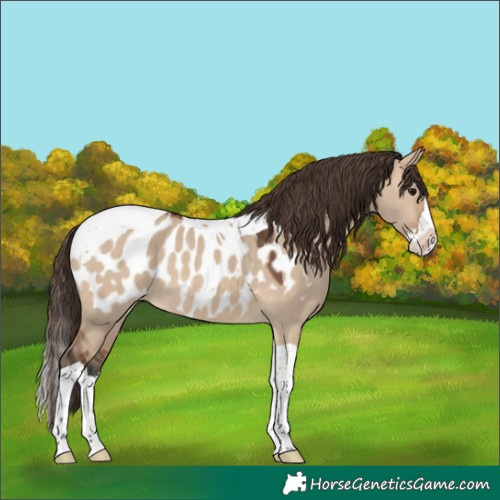 Horse Color:Bay Dun Splash Tobiano Near Leopard 