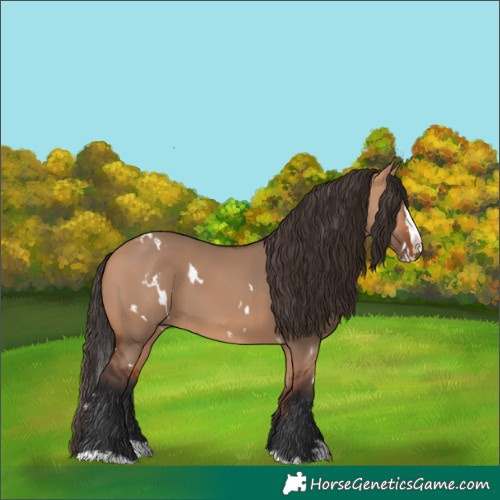 Horse Color:White Spotted Bay Dun Splash