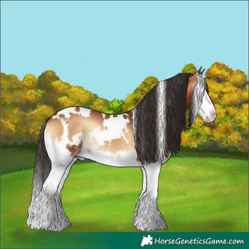 Horse Color:White Spotted Bay Onyx Splash Rabicano