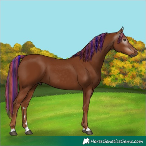 Horse Color:Gray Painted Chestnut