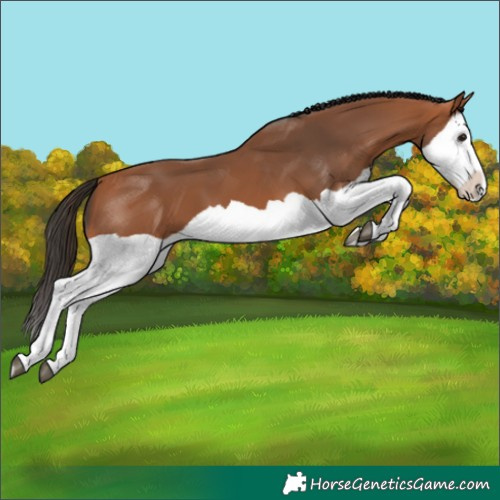 Horse Color:Bay Splash