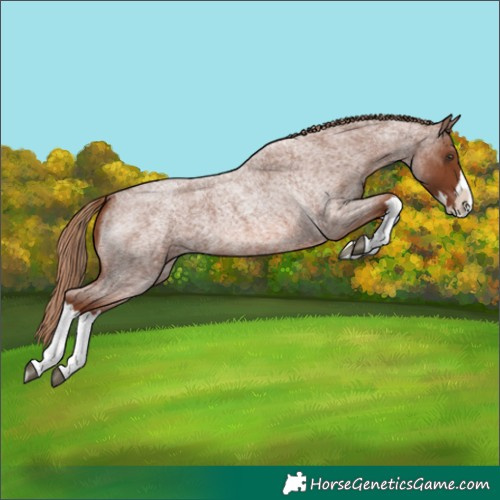 Horse Color:Red Roan Splash