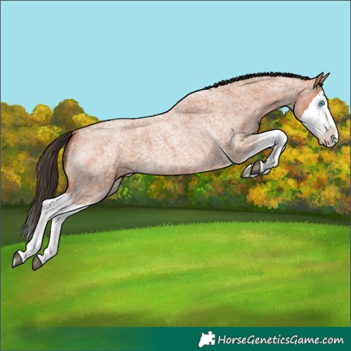 Horse Color:Bay Roan Splash 