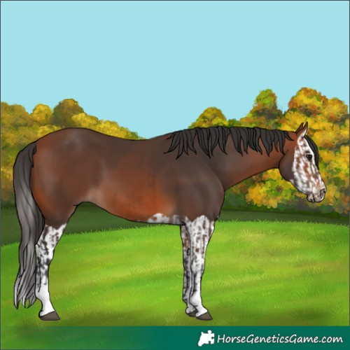 Horse Color:Bay  and Bay Splash 