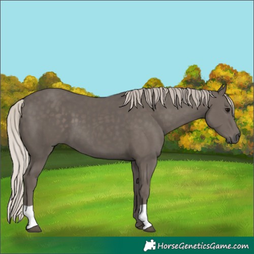 Horse Color:Silver Black