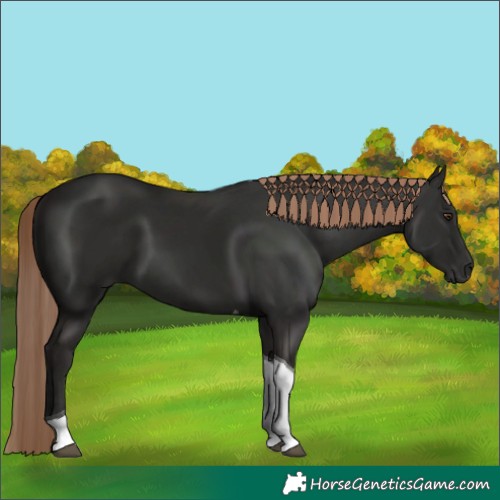 Horse Color:Liver Chestnut Tobiano 