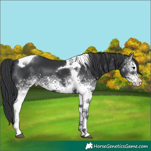 Horse Color:White Spotted Black Tobiano 