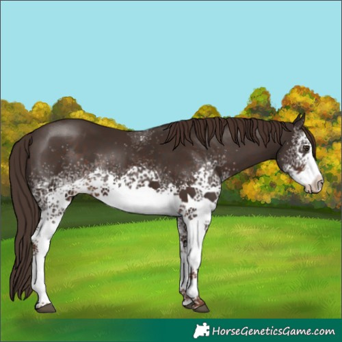 Horse Color:White Spotted Liver Chestnut