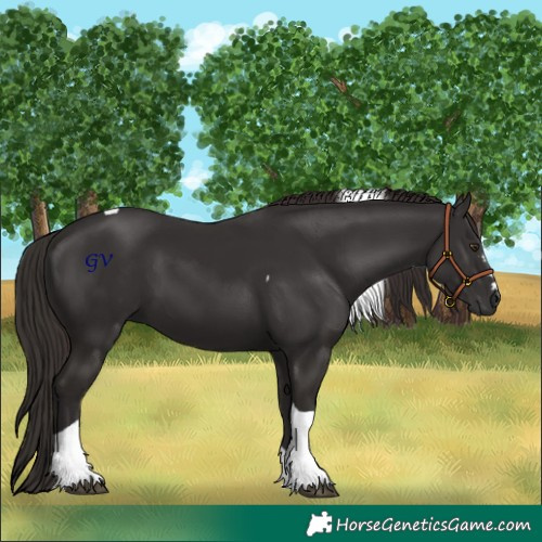 Horse Color:Liver Chestnut Tobiano