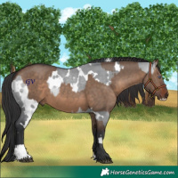 Horse Color:White Spotted Brown Chinchilla Dun and Brown Dun