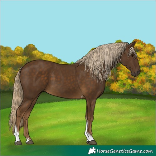 Horse Color:Chocolate Palomino Tobiano